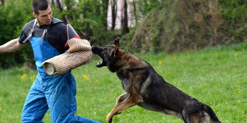 Nằm mơ bị chó đen cắn