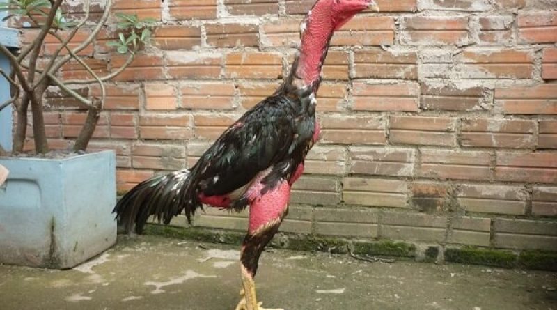Cho Gà Ăn Gì Để Lông Mượt? Cách Giúp Gà Mọc Lông Nhanh Nhất