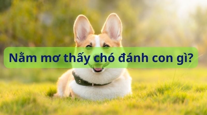 Nằm mơ thấy chó đánh con gì? Giải mã giấc mơ thấy chó