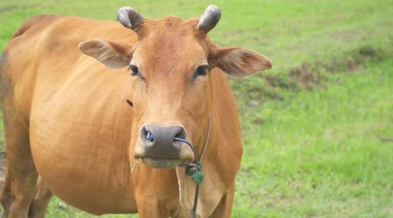 Mơ Thấy Bò Đánh Con Gì Giải Đáp Để Tìm May Mắn
