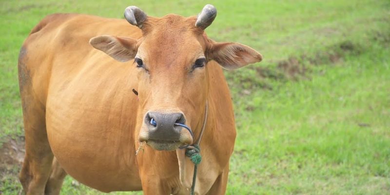 Ý nghĩa giấc mơ và khi thấy bò đánh con gì?