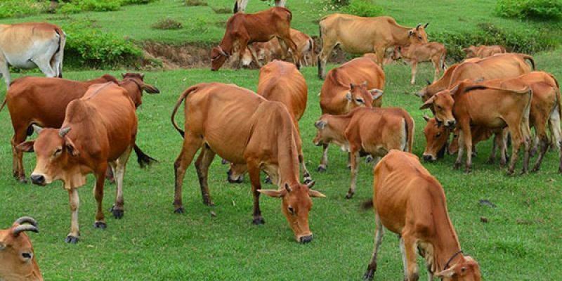 Mơ thấy bò đánh con gì với các lưu ý