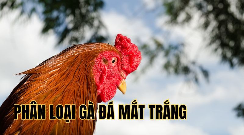 Gà đá mắt trắng – Chiến kê dũng mãnh vang danh sàn đấu