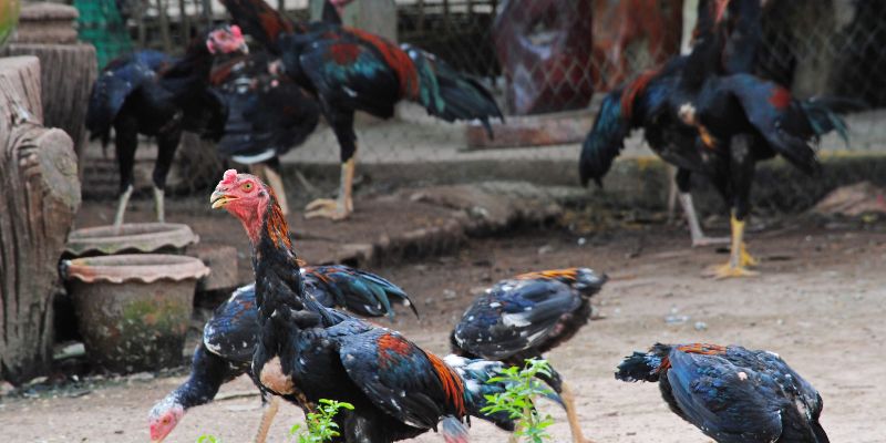Lưu ý khi tham gia trực tiếp đá gà Thomo