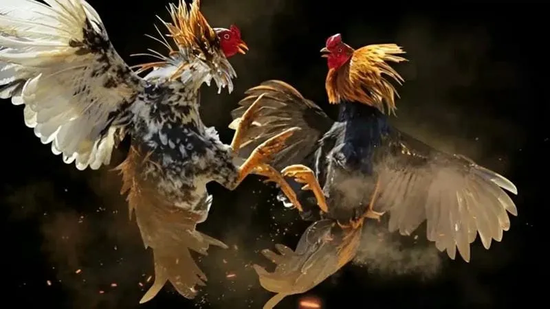  Màn hình livestream trận đá gà Thomo với hình ảnh sắc nét, kèo cược rõ ràng.