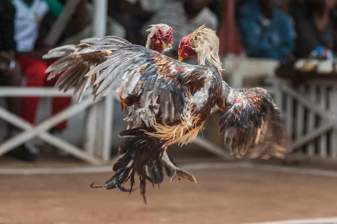  Thông tin chiến kê trên giao diện 78WIN, hiển thị lịch sử thi đấu và tỷ lệ cược.