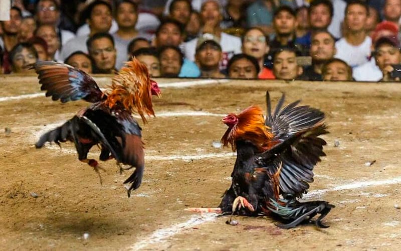  Gà nòi Bình Định tung đòn hiểm tại đá gà PG88