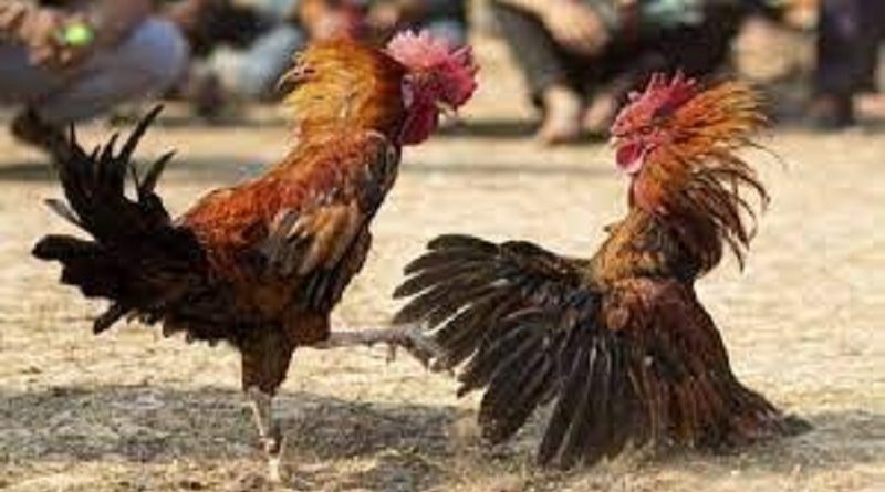 Đá Gà Bubet – Sân cược kê chất lượng uy tín cho bet thủ