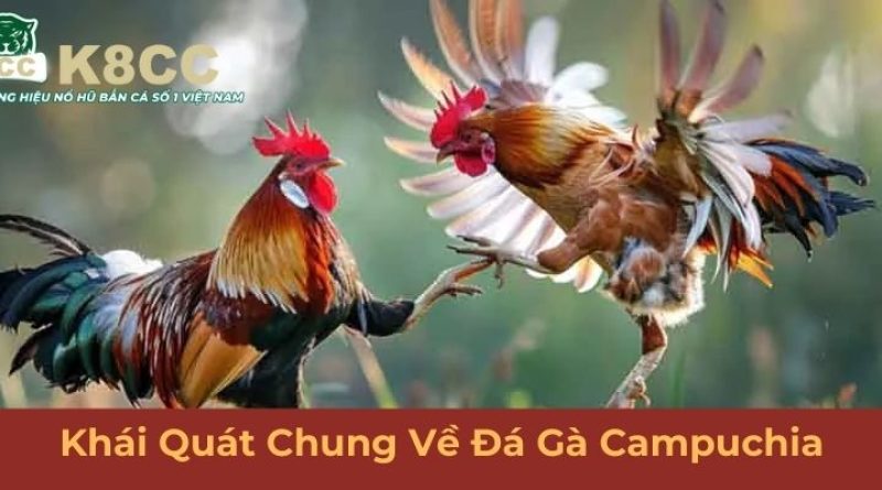 Đá gà Campuchia K8cc – Nơi hội tụ các trận gà đỉnh cao