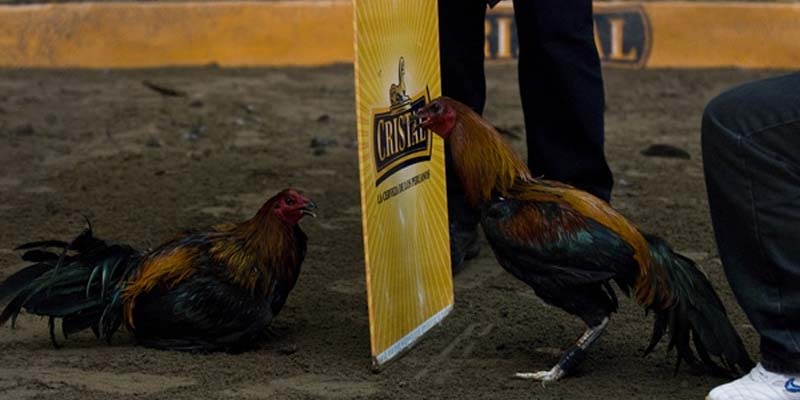 Giao diện đá gà 78WIN với hình ảnh sắc nét, giảm thiểu giật lag.