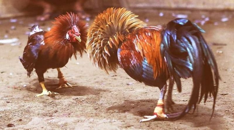 Đá Gà Hitclub – Sảnh Đấu Gà Cựa Sắt, Cựa Dao Và Gà Đòn