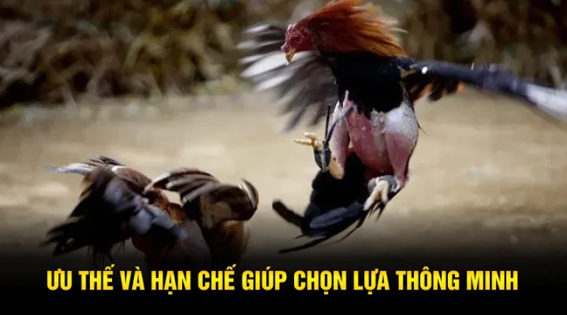 Phân biệt gà cựa dao và cựa sắt – Lựa chọn quyết định chiến thắng