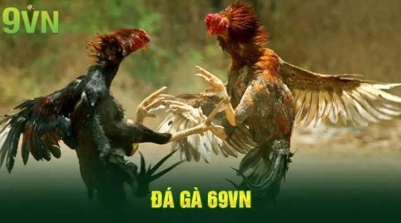 Đá gà 69VN có gì hấp dẫn? Trải nghiệm thực tế