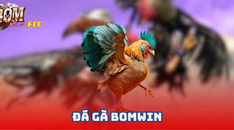 Đá gà Bomwin – Trải nghiệm cá cược đá gà trực tuyến an toàn