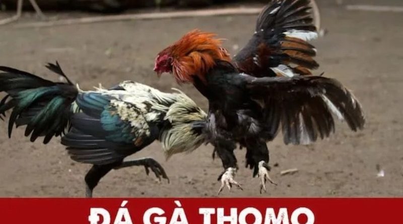 Đá Gà Thomo Góc Nhìn Chia Sẻ Từ Người Quan Sát