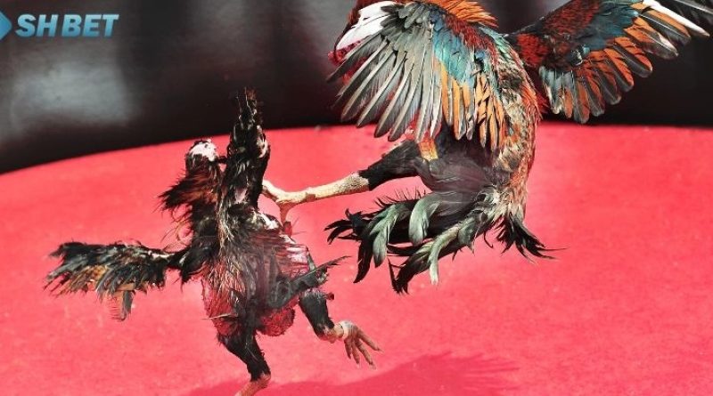 Đá gà shbet – Khám phá sân chơi đá gà trực tuyến