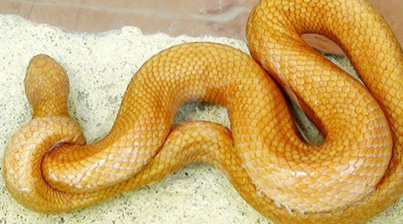 Nổ Hũ Rắn Vàng – Vừa Giải Trí Vừa Nhận Lộc Tài Với LUCK8